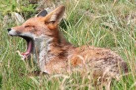irish wildlife fox